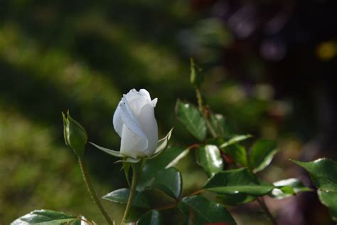 White Rose Bud Free Stock Photo Public Domain Pictures
