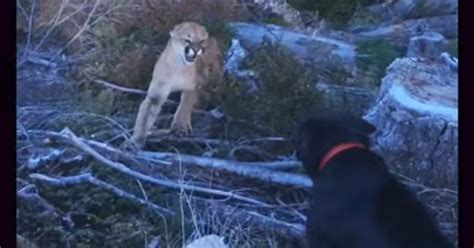 Loyal Labrador Keeps Cougar From Attacking His Human Barnorama