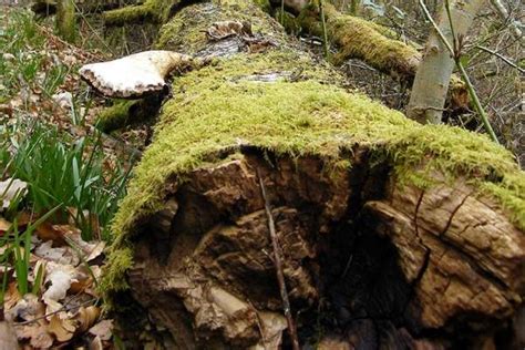 Is A Rotting Log An Ecosystem Wildlife Informer