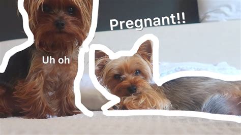 Our Yorkie Is Pregnant Youtube