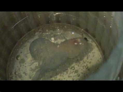 When crayfish are about to molt, oftentimes they will stop eating, and hide while they shed their exoskeleton. Lobster Molting - YouTube