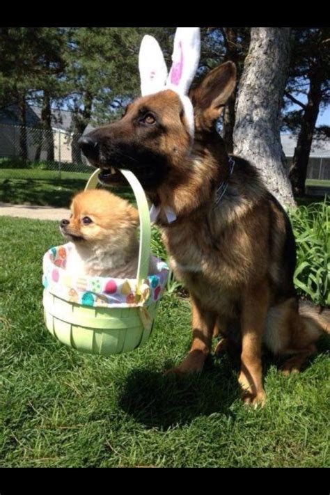 1000 Images About Easter On Pinterest Dog Safety Cute Dog Clothes
