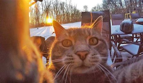 Este Gato Puede Tomarse Mejores Selfies Que Tú Cat Selfie Taking Cat