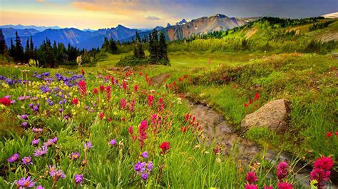 Mountain Meadow Wild Flowers Valley Flowers Landscape Photos