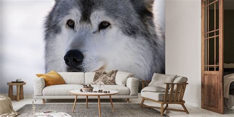 Gray Wolf Winter Portrait Wallpaper Wallsauce Us