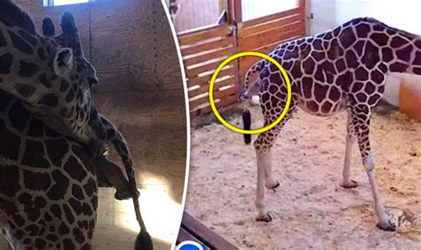 April The Giraffe Is In Labour Giraffe Finally Gives Birth On Live