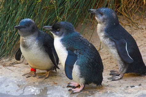 Little Blue Penguin Facts Animals Time