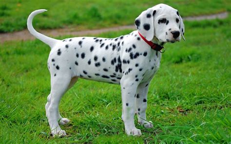 Dalmatian Puppies Breed Information And Pictures