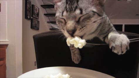 Cat Eating Popcorn Nom Nom Nom  Wiffle