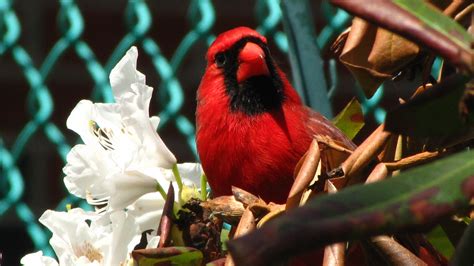 How A Cardinal Makes His Red Feathers