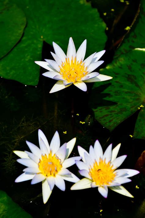 Photo Of Lotus Flower Heads In Water · Free Stock Photo