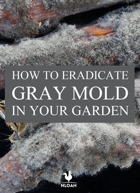 We did not find results for: How to Eradicate Gray Mold in Your Garden • New Life On A ...