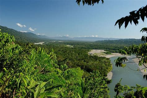 Flora Y Fauna De La Selva Peruana Y Sus Características Resumen E