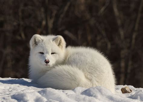 Artic Fox Renard Polaire Rare Albino Animals Arctic Fox Cute Baby