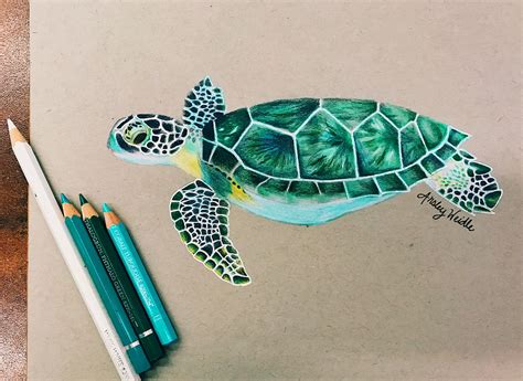 Amazing Colored Pencil Drawing Of A Sea Turtle Turtle