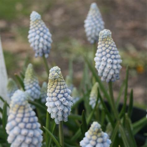 Muscari Armenaicum Valerie Finnis Shipton Bulbs