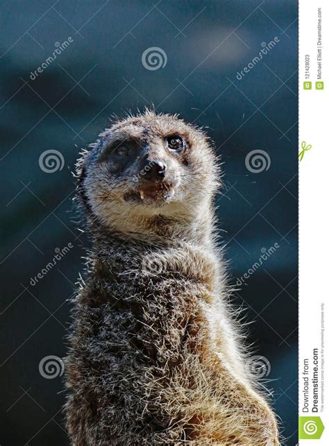 Meerkat Close Up Portrait Stock Image Image Of Balance 121428023