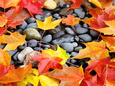 Colorful Autumn Leaves Prints Rocks Photograph By Patti Baslee