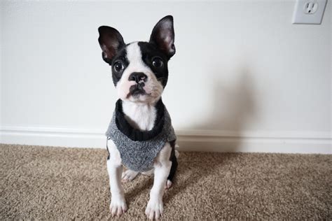 This amazing and socialized boston terrier puppy will make you the talk of the town with his movie star looks! Boston Terrier Puppies For Sale | West Jordan, UT #325778
