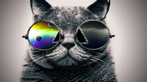 Download Cat With Sunglasses Wallpaper Gallery