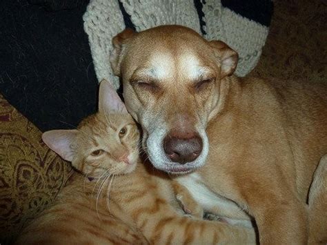 Cat And Dog From Same Shelter Become Bffs At Forever Home Love Meow