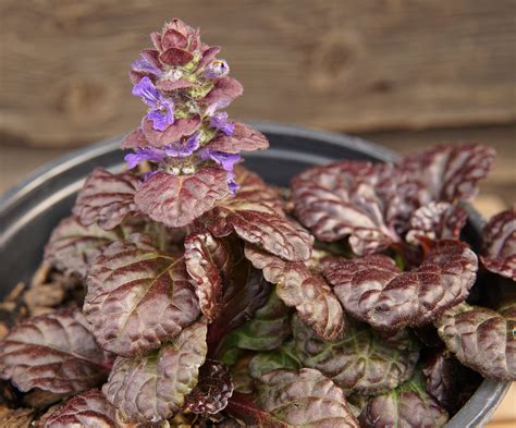 Black Scallop Bugleweed Kiwi Nurseries Ltd