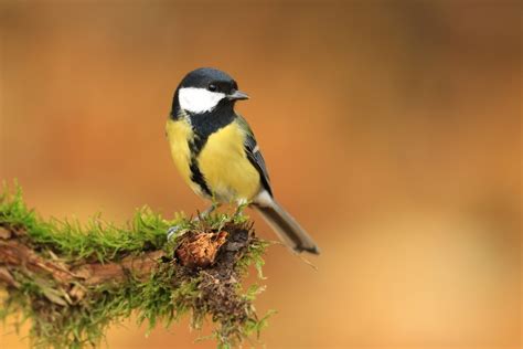 Identifying 9 Common Garden Birds In The Uk Upgardener