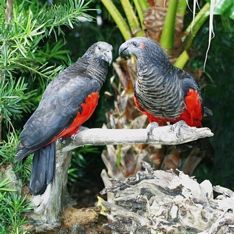 With a featherless face, this large parrot measures up to 46cm in length, is predominately black with grey scaling but features a bright red belly and wings. Parrot Encyclopedia | Pesquet's Parrot | World Parrot Trust
