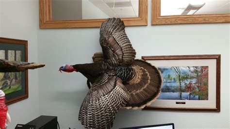 Flying Turkey Mounts Stehlings Taxidermy