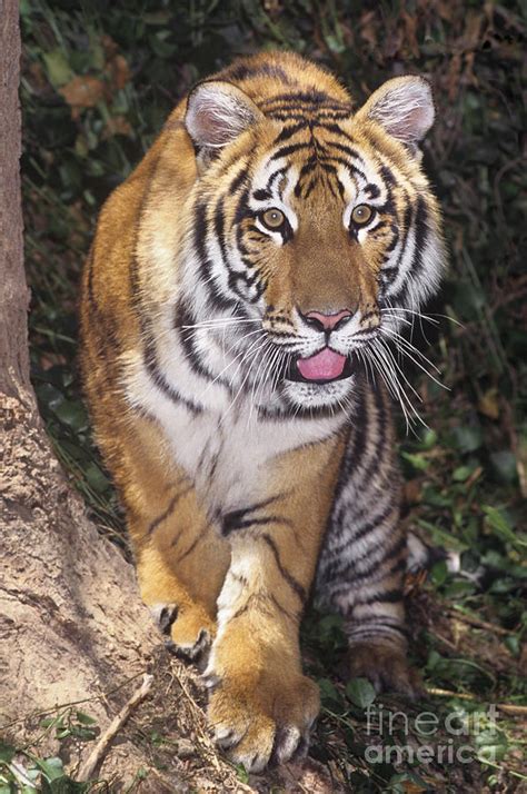 Bengal Tiger By Tree Endangered Species Wildlife Rescue Photograph By