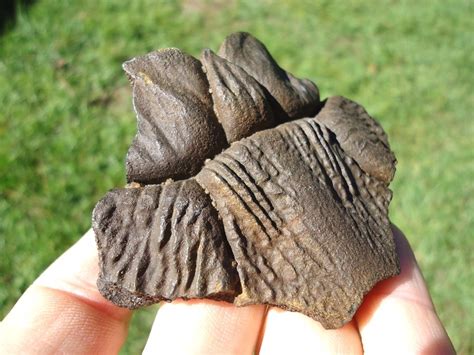 Highly Detailed Turtle Nuchal Scute Reptile Fossils Prehistoric Florida