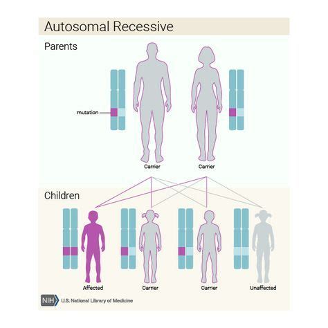 Notice that because a female individual always contains two x chromosomes, she always contains a pair of alleles for any given trait. Pin en Desafíos