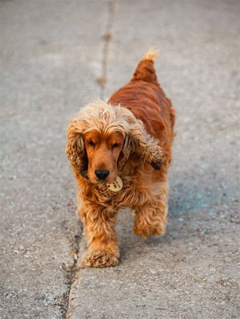 Brown Long Coated Small Dog Walking On Pavement · Free Stock Photo