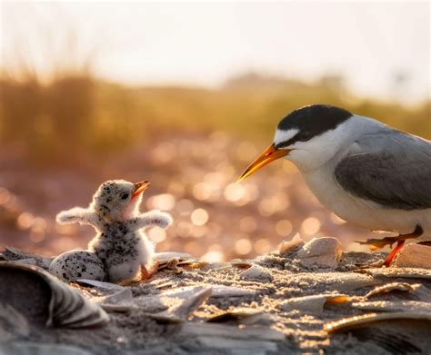 Stunning Bird Pics See Audubon Photography Award Winners Beautifulnow