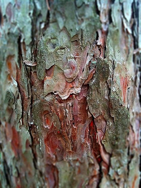 Red Pine Tree Bark Flickr Photo Sharing