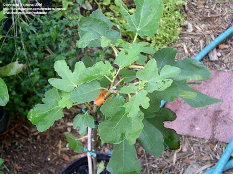 Grown on the ficus tree, the fig is a nutritious and sweet member of the mulberry family. PlantFiles Pictures: Ficus, Common Fig, Edible Fig, Higo ...