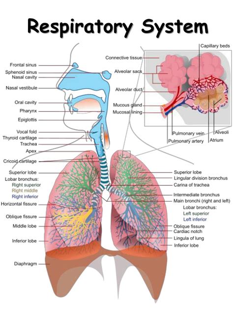 Ppt The Human Respiratory System Powerpoint Presentation Free