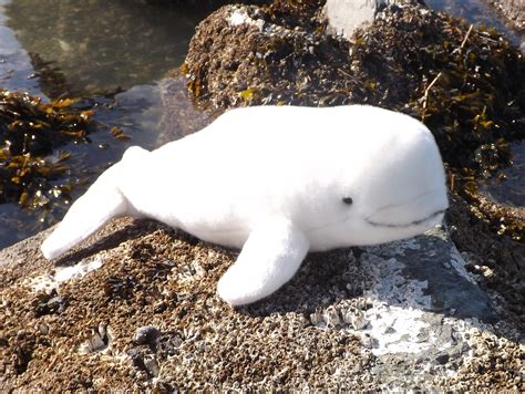 Now that sounds fun, an army of plush whales. Beluga Whale Plush Toy Animal - 16" Stuffed Beluga Whale ...