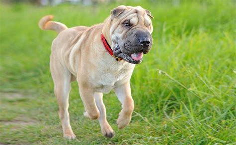 Chinese Shar Pei Dog Breed Information And Interesting Facts Petmoo