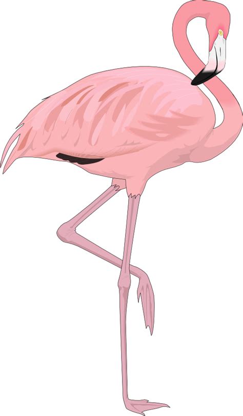 Cartoon Flamingos Clipart Best