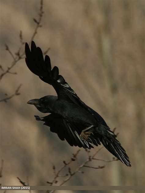 Common Raven Corvus Corax Common Raven Corvus Corax Ca Flickr