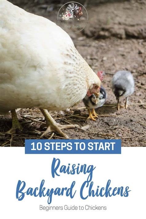 Easy Steps To Start Raising Chickens Amy K Fewell
