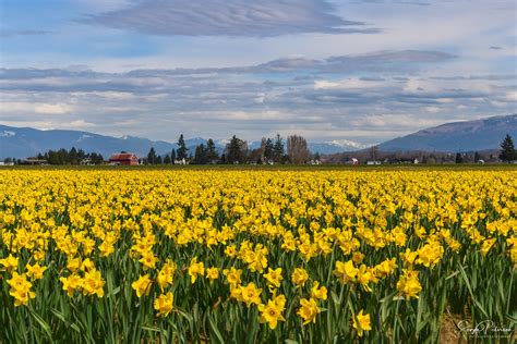 Skagit Valley Daffodils Mount Vernon Washington La Conner Flickr