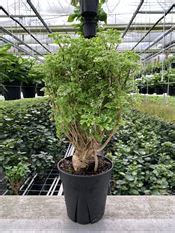 I am trying to grow false aralia in a greenhouse environment in central arkansas. Aralia | Mercer Botanicals