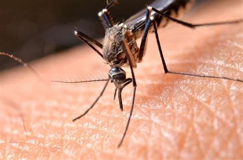Mosquitos Carrying West Nile Virus Surface In Washington State
