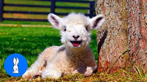 Baby Lamb Sheep Goes Baa Cutest Compilation Youtube