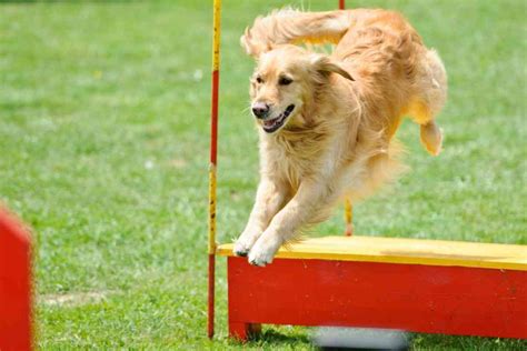 Can Golden Retrievers Jump Fences Retriever Advice