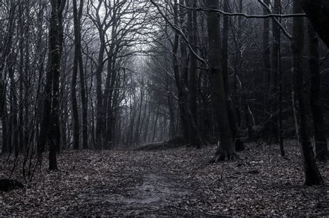 Dark Woods By Karskorg On Deviantart