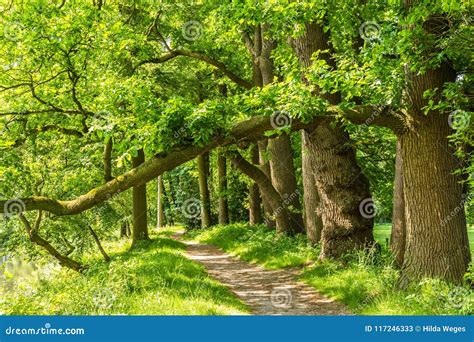 Old Brown Beech Trees Stock Image Image Of Foliage 117246333