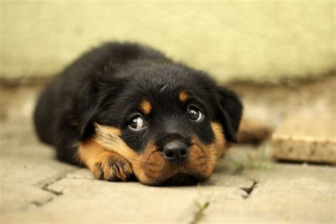 Cutest Rottweiler Puppies The 15 Most Important Rottweilers Of 2015 These Cute And Playful